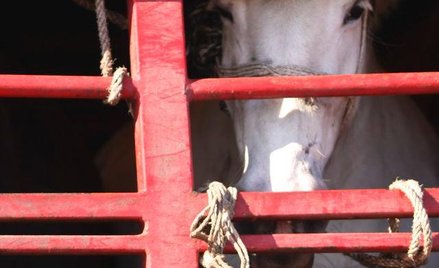 Niepotrzebna tortura