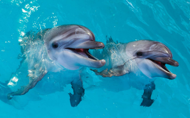 Delfiny w weneckim Canal Grande