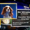 Jeden z uczestników VI edycji Puppy Bowl