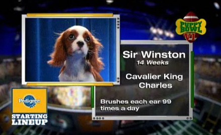 Jeden z uczestników VI edycji Puppy Bowl