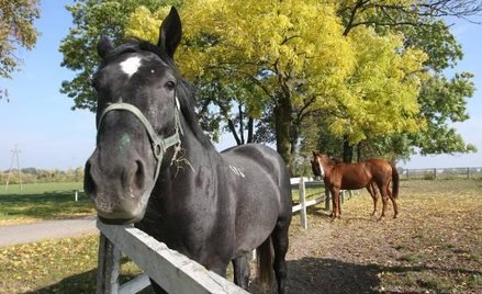 Hodowla koni jest deficytowa