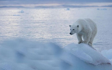 Arktyka: Białe niedźwiedzie atakują rosyjską stację badawczą