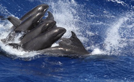 Naukowcy policzyli, jak połów wielorybów wpływa na klimat