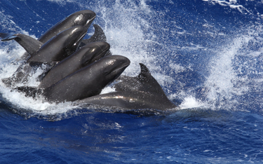 Naukowcy policzyli, jak połów wielorybów wpływa na klimat
