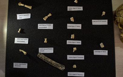 Na Filipinach znaleziono szczątki nieznanego gatunku człowieka