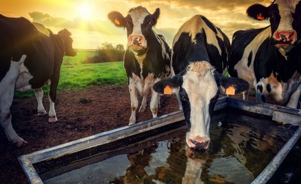 Indie: Nawet rok aresztu bez procesu za zabicie krowy