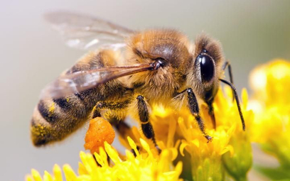 Z 470 gatunków pszczołowatych w Polsce zagrożone są 222