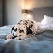 Z badania Tripadvisor Trendcast 2026 wynika, że zabieranie psów czy kotów do hoteli to jeden z trend