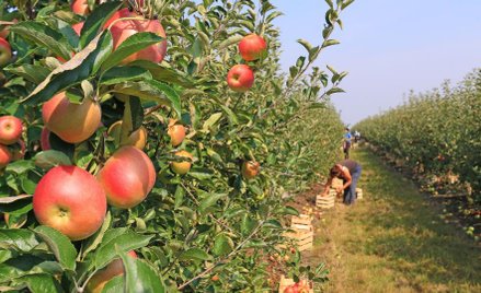 Unijne dofinansowanie do jabłek wycofanych z rynku przez rosyjskie embargo bez VAT - wyrok WSA