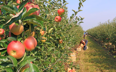 Unijne dofinansowanie do jabłek wycofanych z rynku przez rosyjskie embargo bez VAT - wyrok WSA