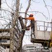 Wycinka drzew przy nowej inwestycji we Wrocławiu