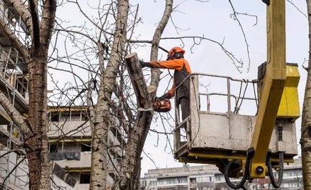 Wycinka drzew przy nowej inwestycji we Wrocławiu