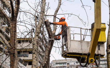 Wycinka drzew przy nowej inwestycji we Wrocławiu
