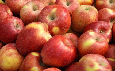 Jabłka gniją w sadach z powodu brexitu