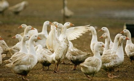 Ptasia grypa: wirusy za leki