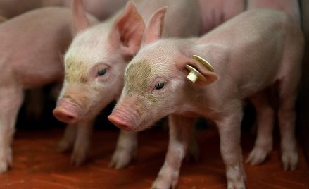 Ponad rok przeżyła małpa, której naukowcy wszczepili serce genetycznie zmodyfikowanej świni