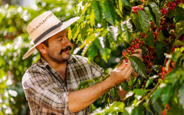 Światowa Organizacja Kawy spodziewa się spadku eksportu z Wietnamu i Brazylii