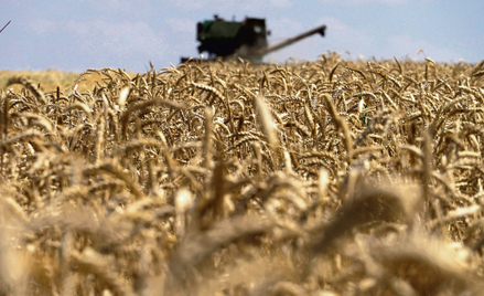 Większość ziemi uprawnej w Ukrainie należy do przedsiębiorstw, a wśród nich znaczącą część stanowią 