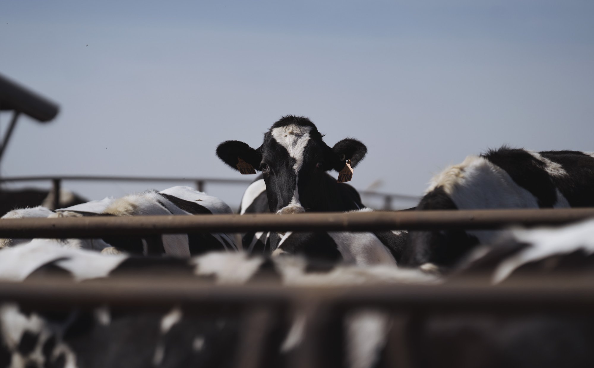 Zmiany klimatu wpłyną na spadek produkcji mleka. „Nie da się temu zapobiec”