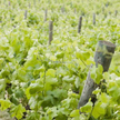 W Armenii już 6000 lat temu wytwarzano wino