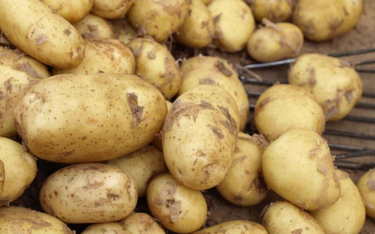 Ziemniaki znikają z norweskich stołów