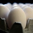 Krajowa Izba Producentów Drobiu i Pasz o cenie jaj