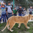 W zoo ucięli pazury lwicy, by mogła się bawić z dziećmi