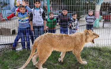 W zoo ucięli pazury lwicy, by mogła się bawić z dziećmi