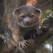 Olinguito, krewniak szopa, to pierwszy od 35 lat drapieżny ssak odkryty na półkuli zachodniej