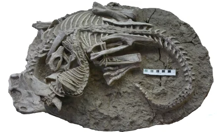 Psittacosaurus zaatakowany przez Repenomamusa 125 milionów lat temu