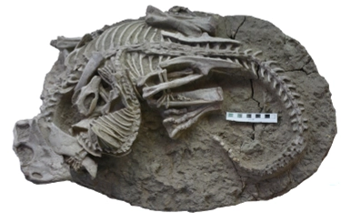 Psittacosaurus zaatakowany przez Repenomamusa 125 milionów lat temu