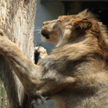 Duńskie zoo zaprasza dzieci na sekcję lwa