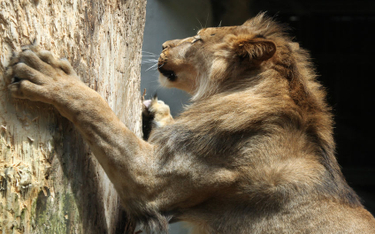 Duńskie zoo zaprasza dzieci na sekcję lwa