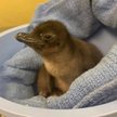 USA: Młody pingwin w zoo w Cincinnati otrzymał imię "Pierogi"