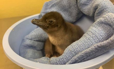 USA: Młody pingwin w zoo w Cincinnati otrzymał imię "Pierogi"