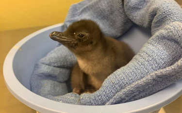 USA: Młody pingwin w zoo w Cincinnati otrzymał imię "Pierogi"