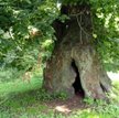 Lipa Witula z Przyszowic. Jedno drzewo, a tyle historii
