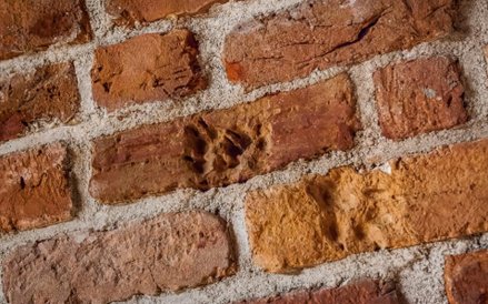 W jednej z piwnic można zobaczyć cegły z odciśniętymi łapami psów. Dolna pochodzi ze średniowiecza, 