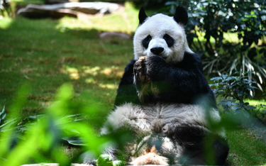 Zmarł najstarszy na świecie samiec pandy wielkiej