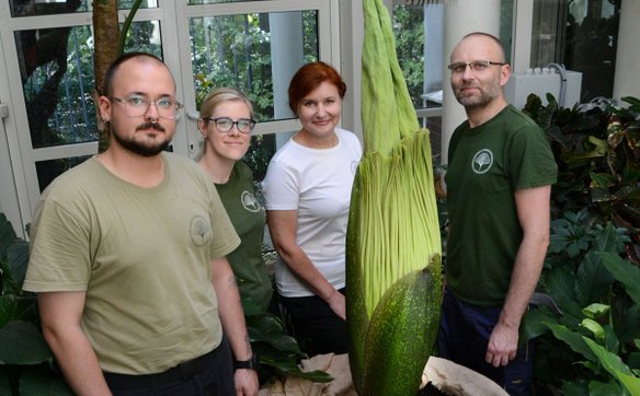 Dziwidłem opiekują się (od lewej): Szymon Jarosz, dr Halina Karneyeva, mgr Agnieszka Bochińska oraz 