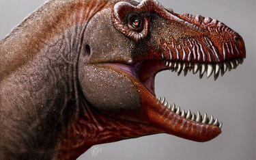 Naukowcy odkryli nowy gatunek dinozaura. Był krewnym T. Rexa