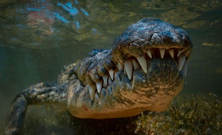 Krokodyle były kiedyś wegetarianami?