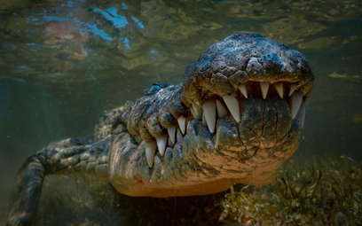 Krokodyle były kiedyś wegetarianami?