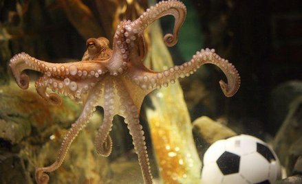 Paul: Ośmiornica-jasnowidz