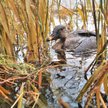 Ekolodzy walczą z myśliwymi o dzikie ptaki. Birdwatching na świecie to żyła złota