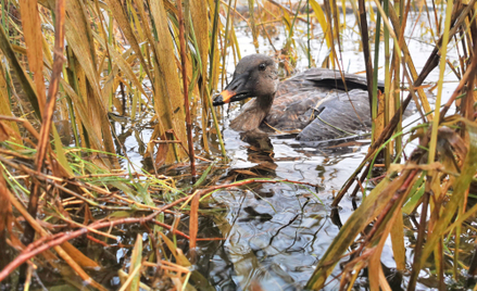 Ekolodzy walczą z myśliwymi o dzikie ptaki. Birdwatching na świecie to żyła złota