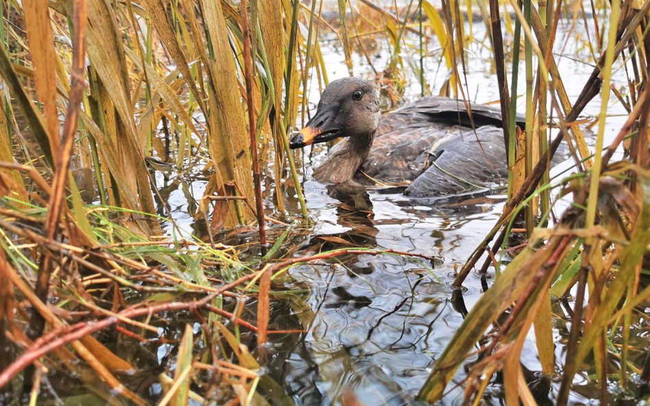 Ekolodzy walczą z myśliwymi o dzikie ptaki. Birdwatching na świecie to żyła złota