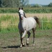 Cenna klacz arabska niczym znikający punkt