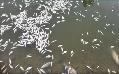 Australia: Rzeki wyrzucają na brzeg setki tysięcy martwych ryb