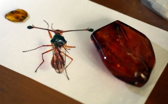 Zachowany w bursztynie bałtyckim okazu muchówki z rodziny Diopsidae liczącej ok. 45 mln lat